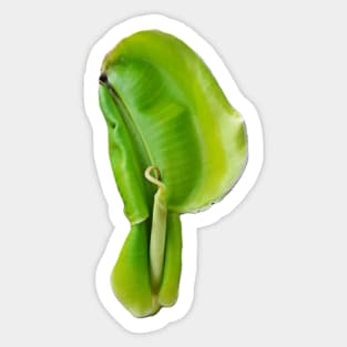 One banana leaf sprout looks like an ear auricle Sticker